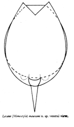 Lecane mawsoni - Original description image