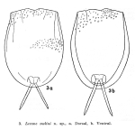 Lecane melini - Original description image