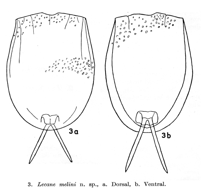 Lecane melini Lecane melini