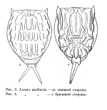 Lecane methoria