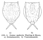 Lecane methoria