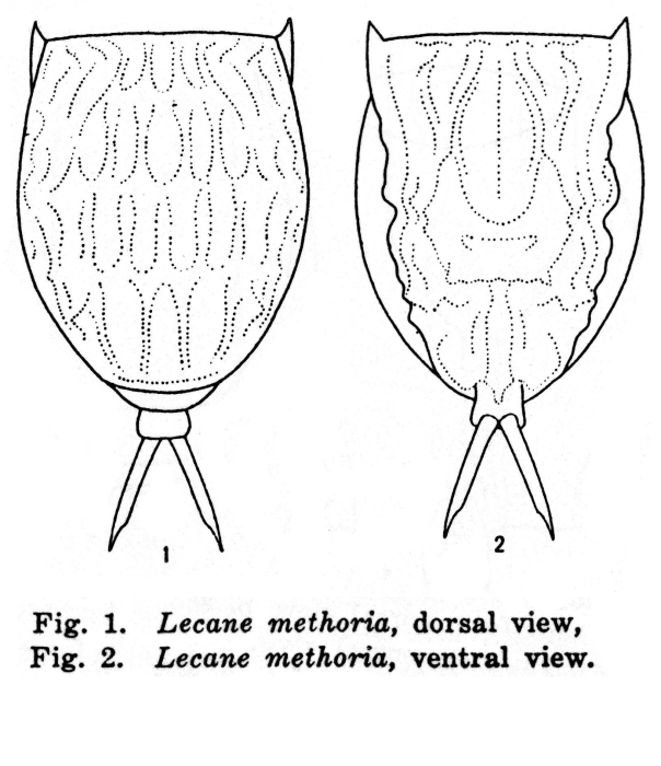 Lecane methoria - Original description image