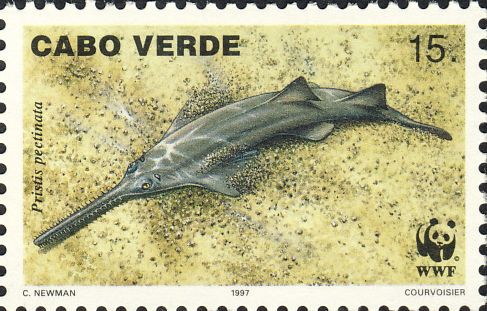 Pristis pectinata Pristis pectinata
