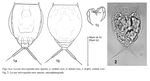 Lecane micrognatha