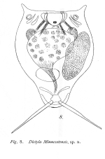 Lecane minnesotensis - Original description image