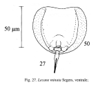 Lecane minuta
