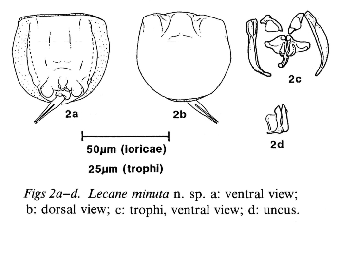Lecane minuta