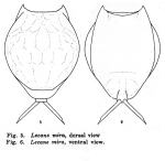 Lecane mira