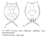 Lecane mira