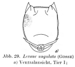 Lecane mira