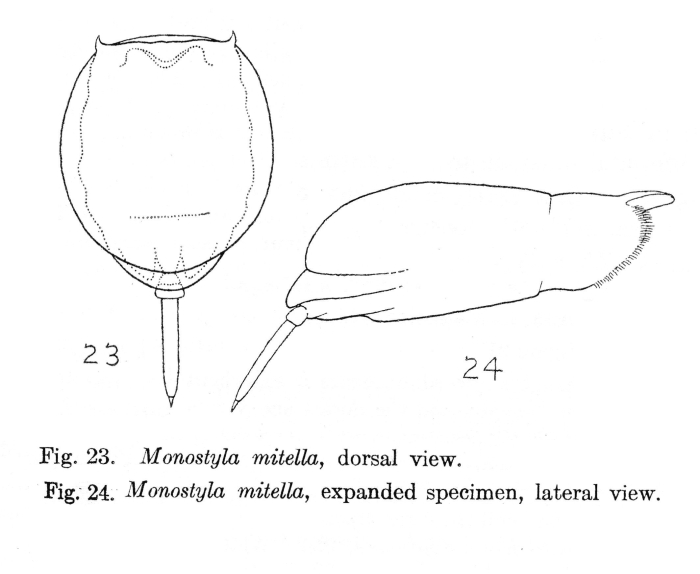 Lecane mitella - Original description image