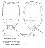 Lecane mitis