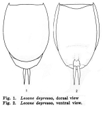 Lecane mitis