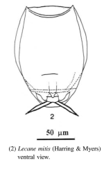Lecane mitis