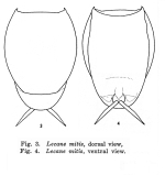 Lecane mitis - Original description image