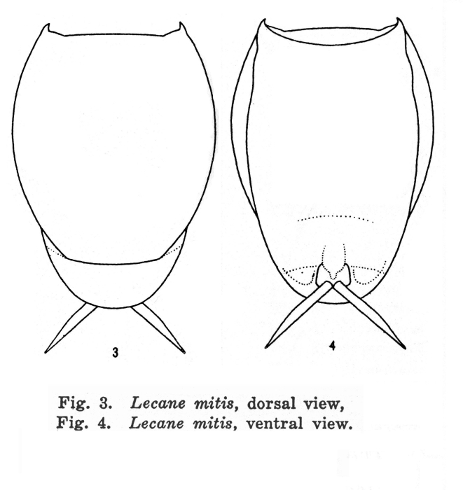 Lecane mitis - Original description image