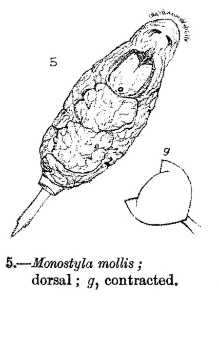 Lecane mollis - Original description image