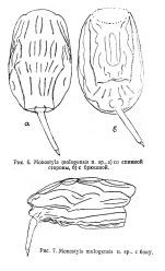 Lecane mologensis - Original description image