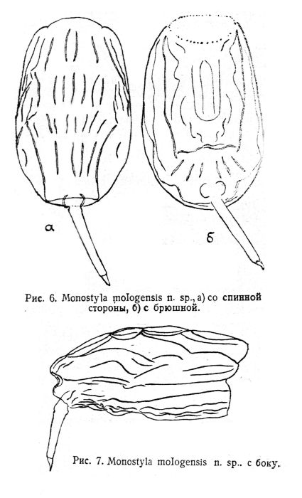 Lecane mologensis - Original description image