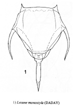 Lecane monostyla