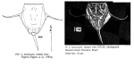 Lecane monostyla