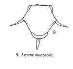 Lecane monostyla