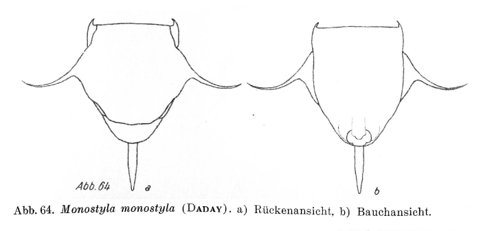 Lecane monostyla Lecane monostyla
