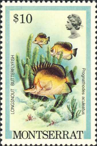 Prognathodes aculeatus Prognathodes aculeatus