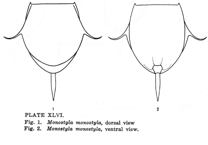 Lecane monostyla Lecane monostyla