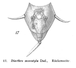 Lecane monostyla