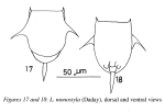 Lecane monostyla