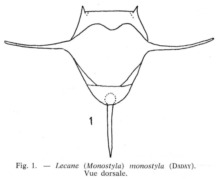 Lecane monostyla Lecane monostyla