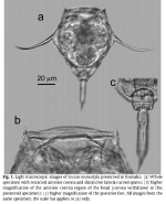Lecane monostyla