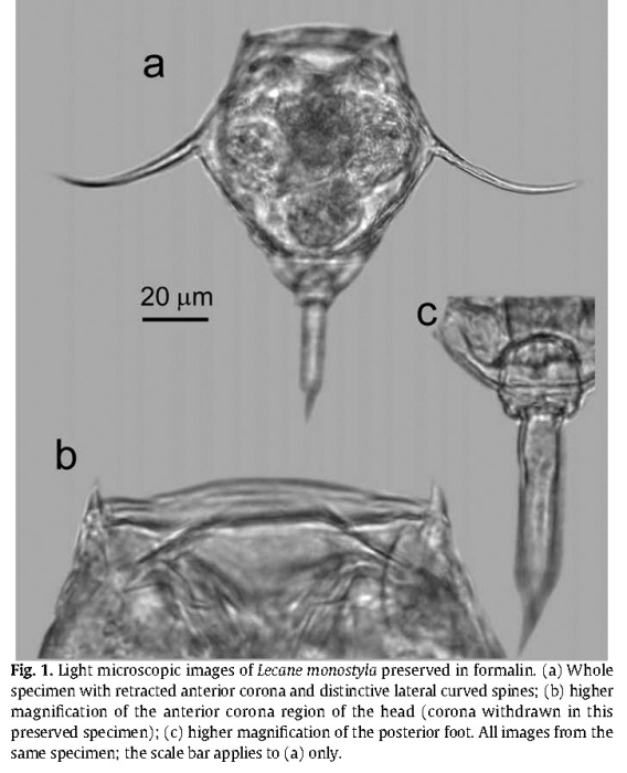 Lecane monostyla Lecane monostyla
