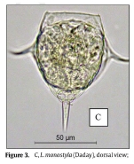 Lecane monostyla
