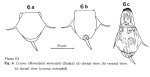 Lecane monostyla