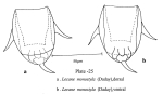 Lecane monostyla