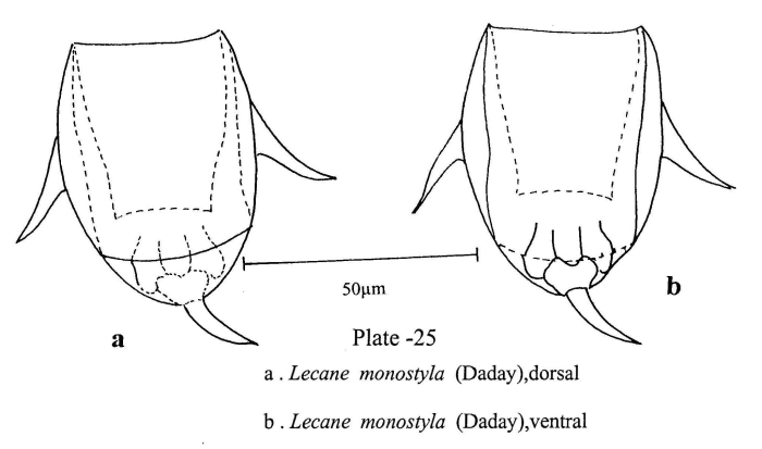 Lecane monostyla Lecane monostyla