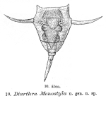 Lecane monostyla