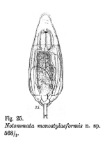 Lecane monostylaeformis