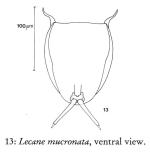 Lecane mucronata
