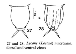 Lecane mucronata