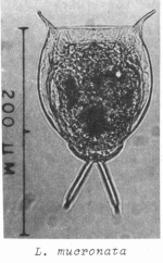 Lecane mucronata