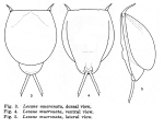 Lecane mucronata - Original description image