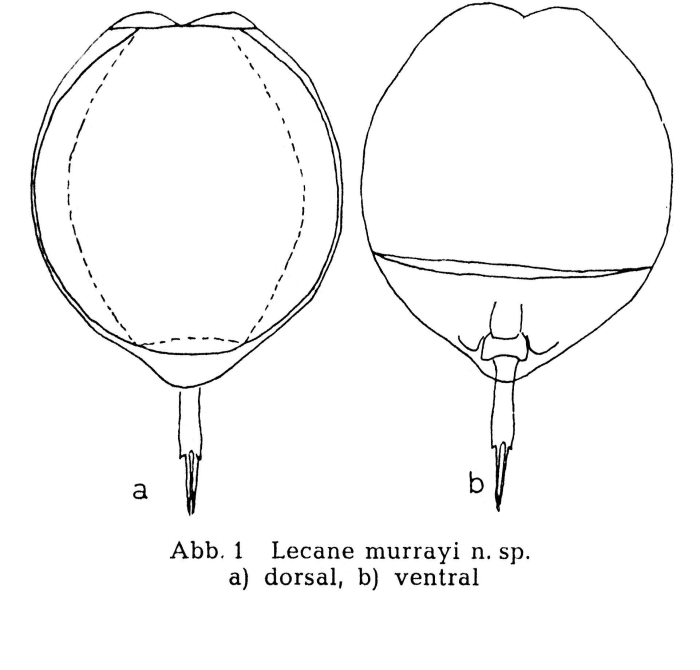 Lecane murrayi Lecane murrayi