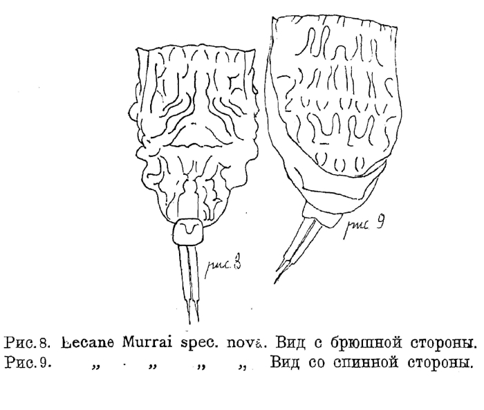 Lecane murrayi - Original description image