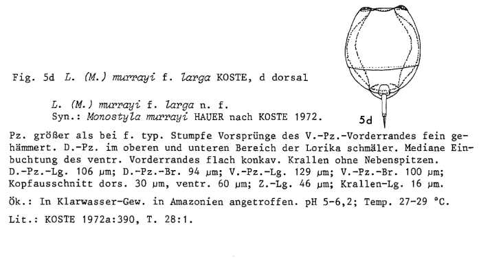 Lecane murrayi f. larga - Original description image
