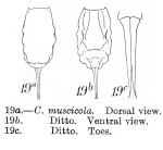 Lecane muscicola