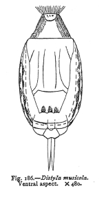 Lecane muscicola - Original description image