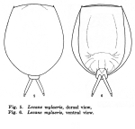 Lecane mylacris - Original description image